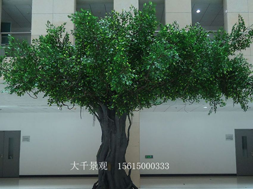 點(diǎn)擊查看詳細(xì)信息<br>標(biāo)題：室內(nèi)榕樹 閱讀次數(shù)：1448