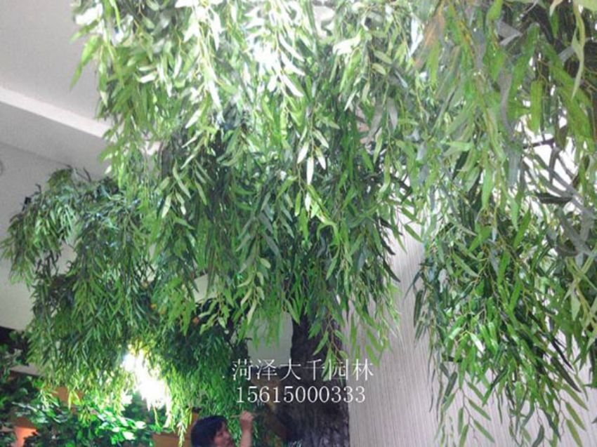 點(diǎn)擊查看詳細(xì)信息<br>標(biāo)題：假樹 閱讀次數(shù)：1377