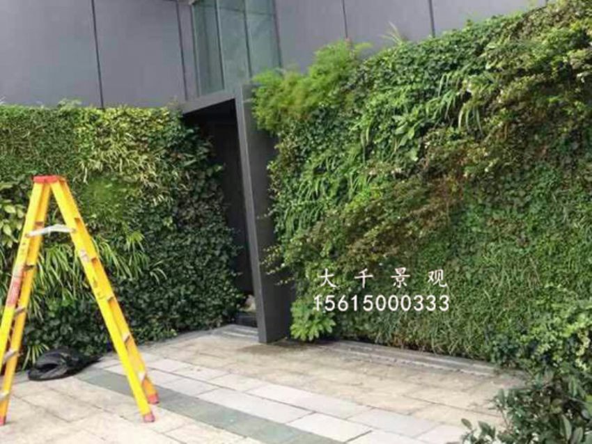 點(diǎn)擊查看詳細(xì)信息<br>標(biāo)題：綠植墻 閱讀次數(shù)：1539